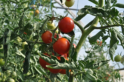 How to Grow Tomatoes in a Greenhouse: Plant Care and Tips