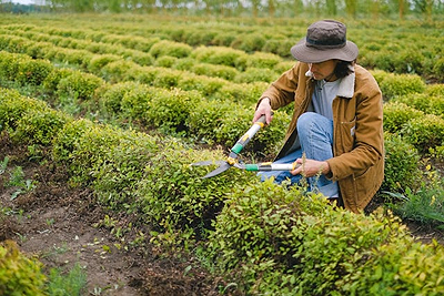 Best Topiary Plants, Trees, and Shrubs to Grow in the Garden