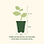 Brandywine Pink Tomato Seedlings | Vego Garden