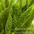 Foxtail Fern
