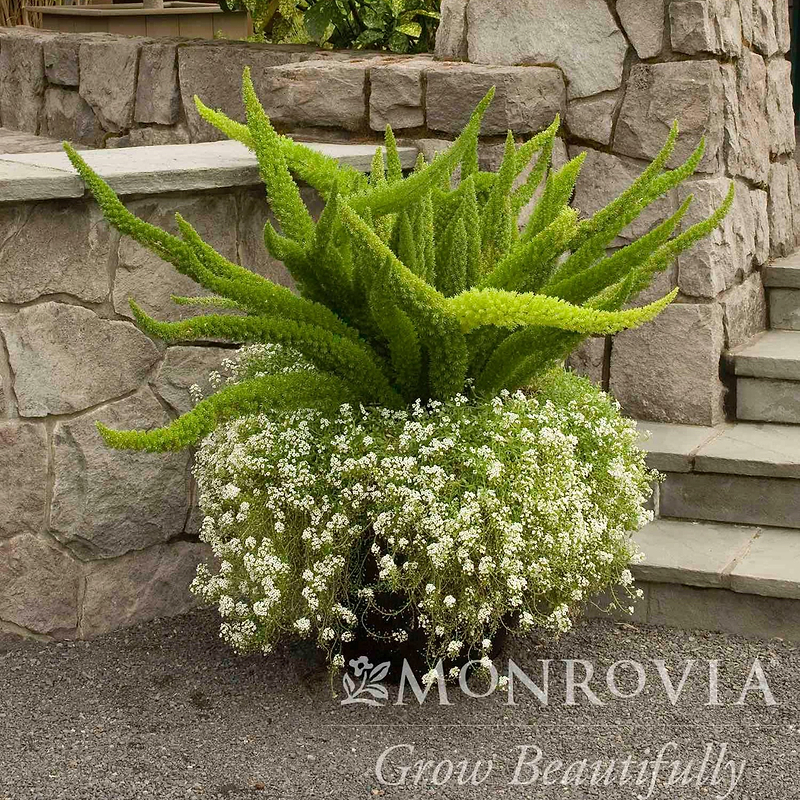 Foxtail Fern