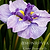 Butterflies in Flight Japanese Iris