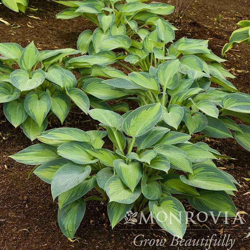 June Hosta