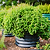 17" Tall Herb Garden 24" Wide - Twin Pack | Vego Garden