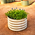 17" Tall Herb Garden 24" Wide - Twin Pack | Vego Garden