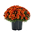 Garden Mums
