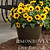 SunBelievable® Brown Eyed Girl Helianthus