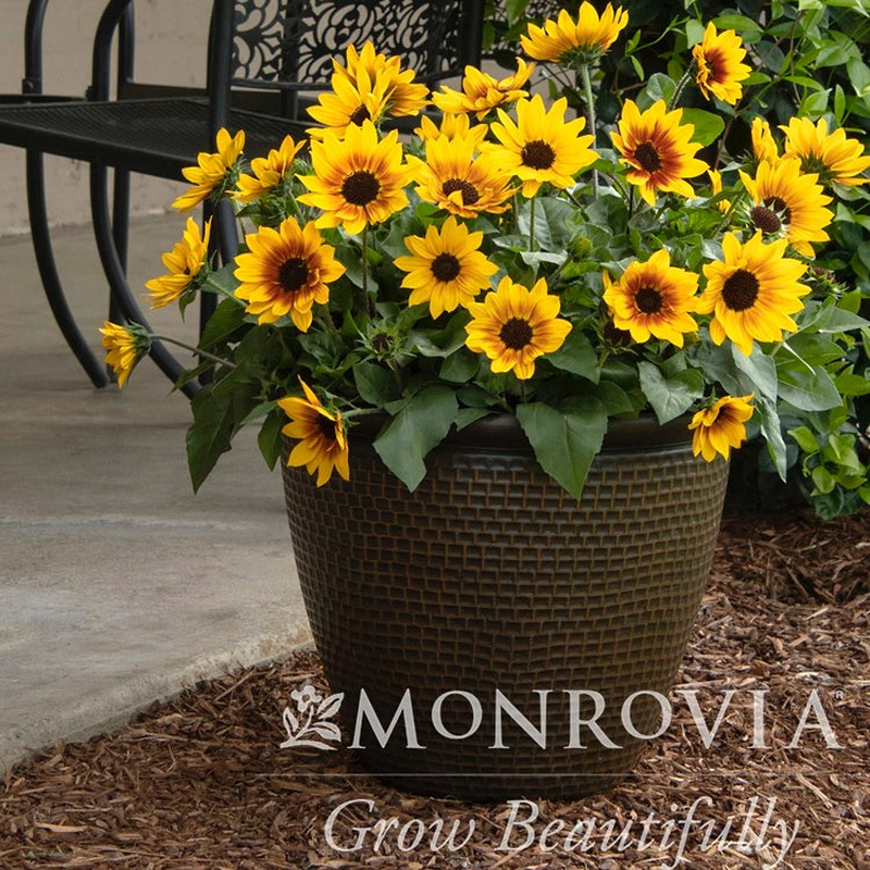 SunBelievable® Brown Eyed Girl Helianthus