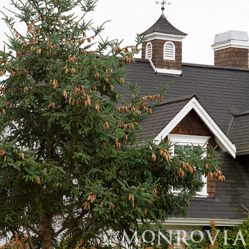 Norway Spruce