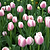 Jacuzzi Tulip Bulbs