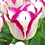 Hotpants Tulip Bulbs