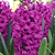 Woodstock Hyacinth Bulbs