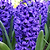 Blue Jacket Hyacinth Bulbs
