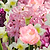 Blushing Ballerina Bulb Mix