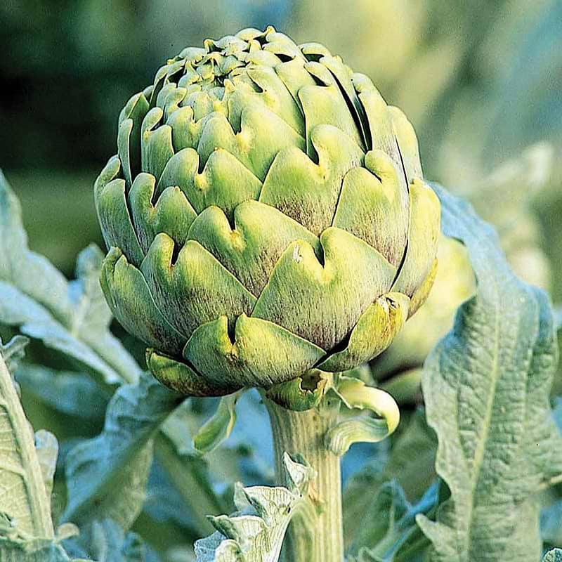 Green Globe Artichoke Seeds