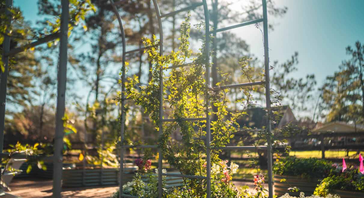 Vego garden beds