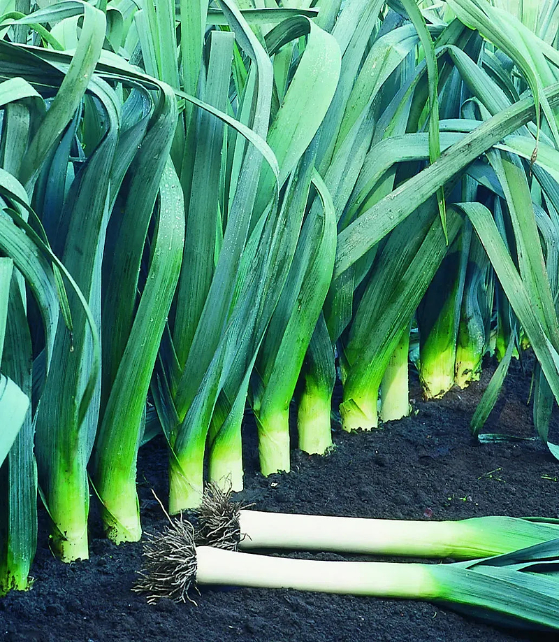 Large American Flag Leek Seeds