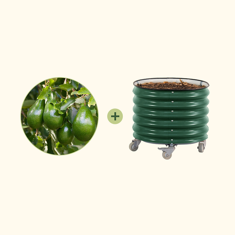 Cold Hardy Avocado Tree with Rolling Planter | Vego Garden
