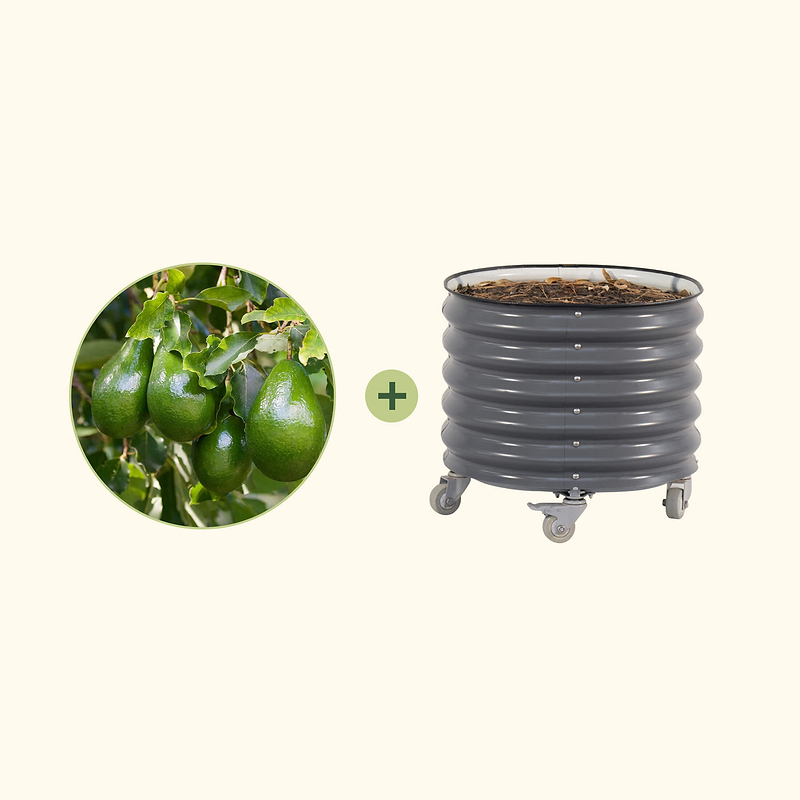 Cold Hardy Avocado Tree with Rolling Planter | Vego Garden
