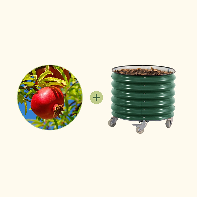 Wonderful Pomegranate Tree with Rolling Planter | Vego Garden