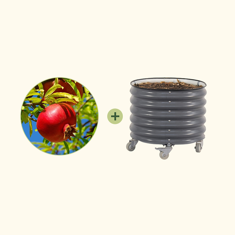 Wonderful Pomegranate Tree with Rolling Planter | Vego Garden