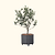 Arbequina Olive Tree with Rolling Citrus Tree Planter - Gray