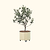 Arbequina Olive Tree with Rolling Citrus Tree Planter - White