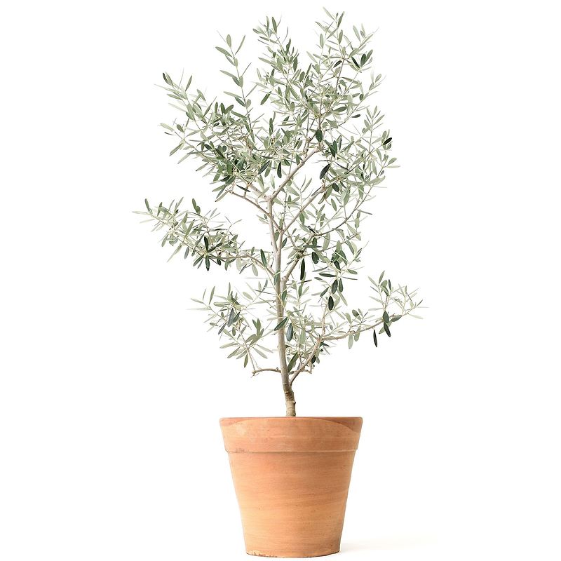 Olive Tree (TS)