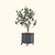 Arbequina Olive Tree with Self-Watering Rolling Planter - 30 Gallon