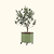Arbequina Olive Tree with Self-Watering Rolling Planter - 30 Gallon