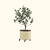 Arbequina Olive Tree with Self-Watering Rolling Planter - 30 Gallon