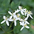 Armandii Snowdrift Clematis