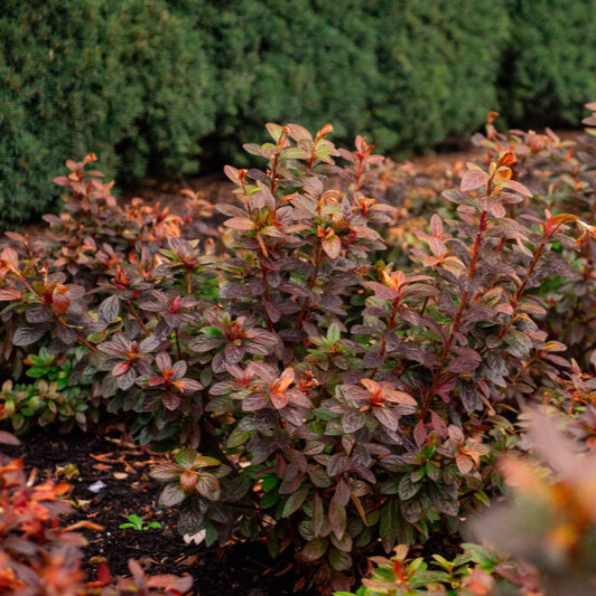 Azalea Rays Ruby Ever After™ Ruby Azalea