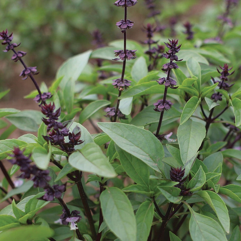 Thai Basil Seeds