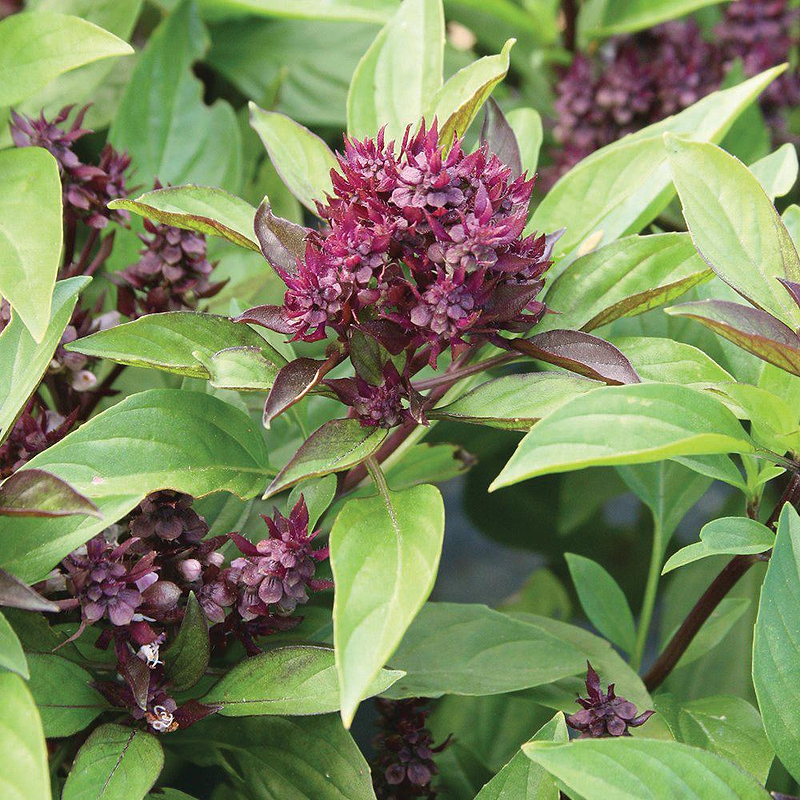 Siam Queen Basil Seeds