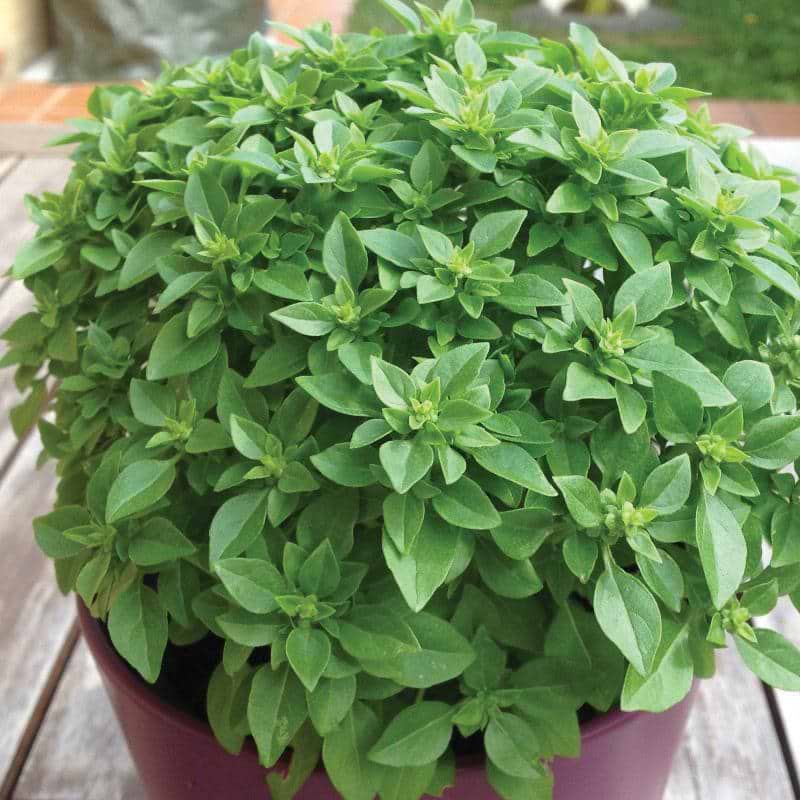 Dwarf Greek Basil Seeds