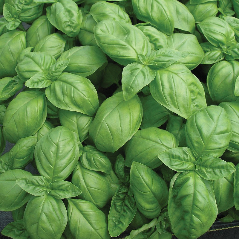Genovese Basil Seeds