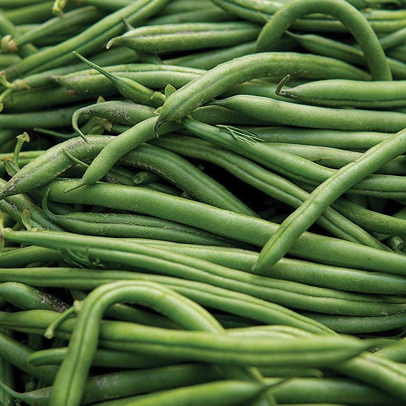 Blue Lake Pole Bean Seeds