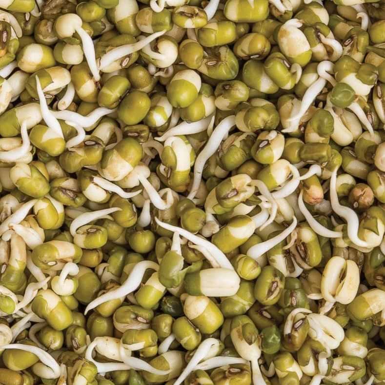 Mung Bean (Bush) Seeds