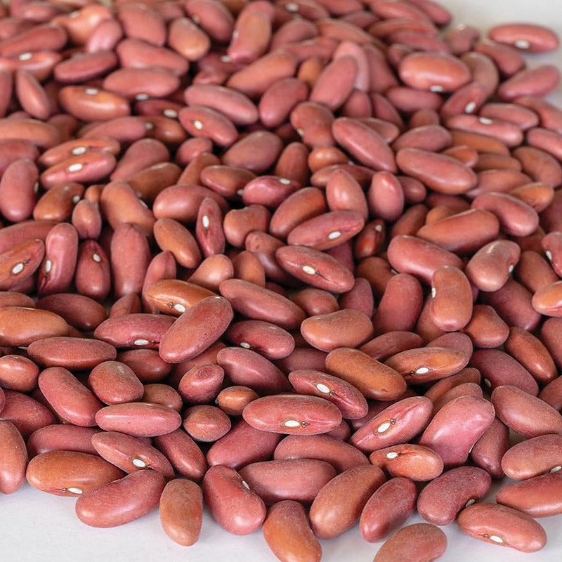 Light Red Kidney Bean (Bush) Seeds