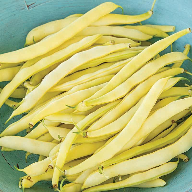 Topnotch Yellow Bush Bean (Bush) Seeds