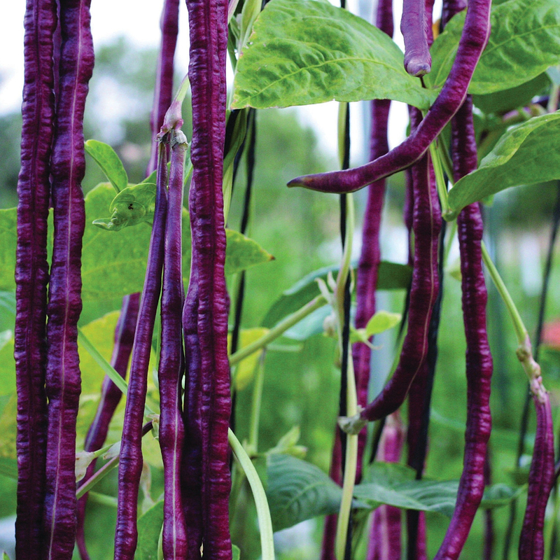 Red Noodle Bean (Pole) Seeds