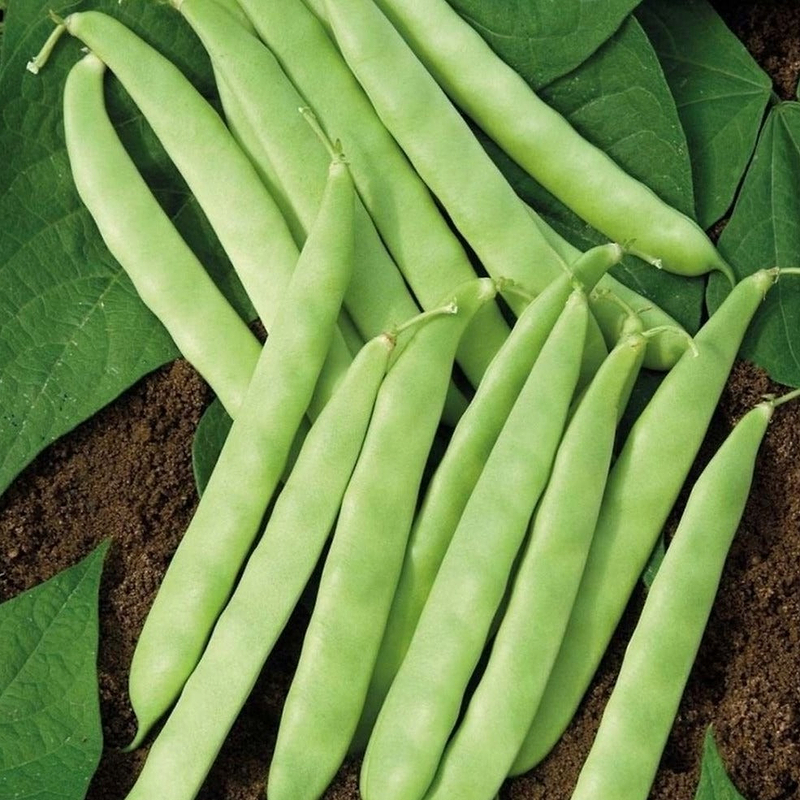 Roma II Bean (Bush) Seeds