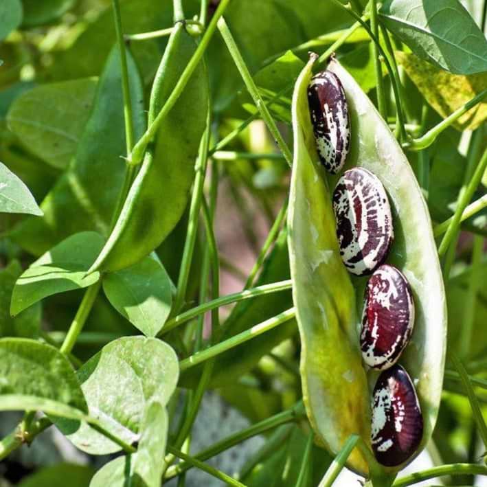 Christmas Lima Bean (Pole) Seeds