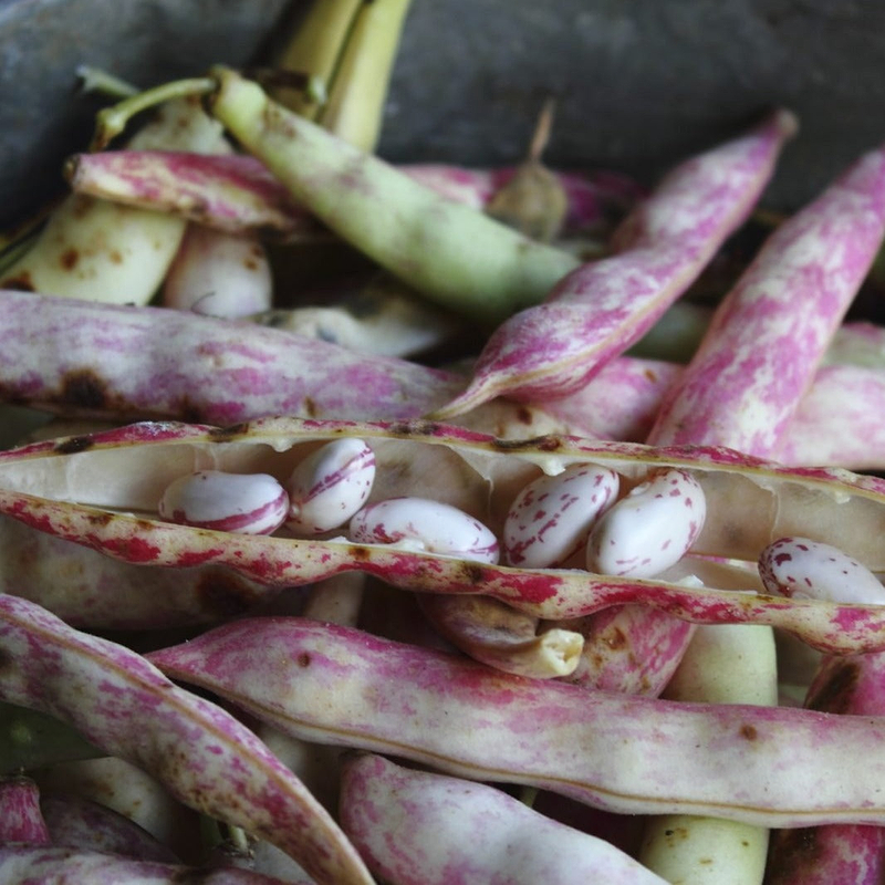 Pinto Bean (Bush) Seeds