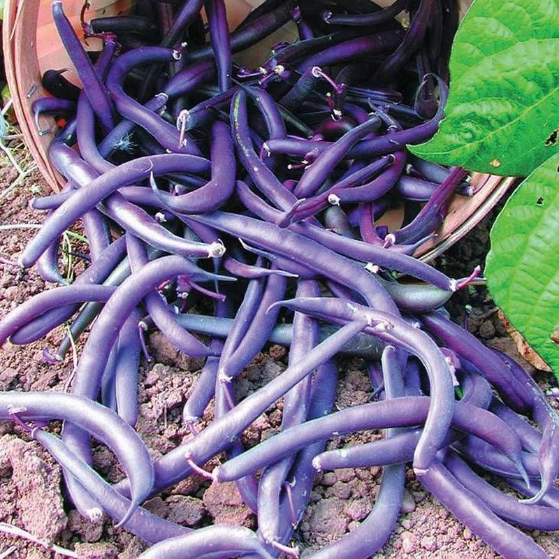 Royal Burgundy Bean (Bush) Seeds