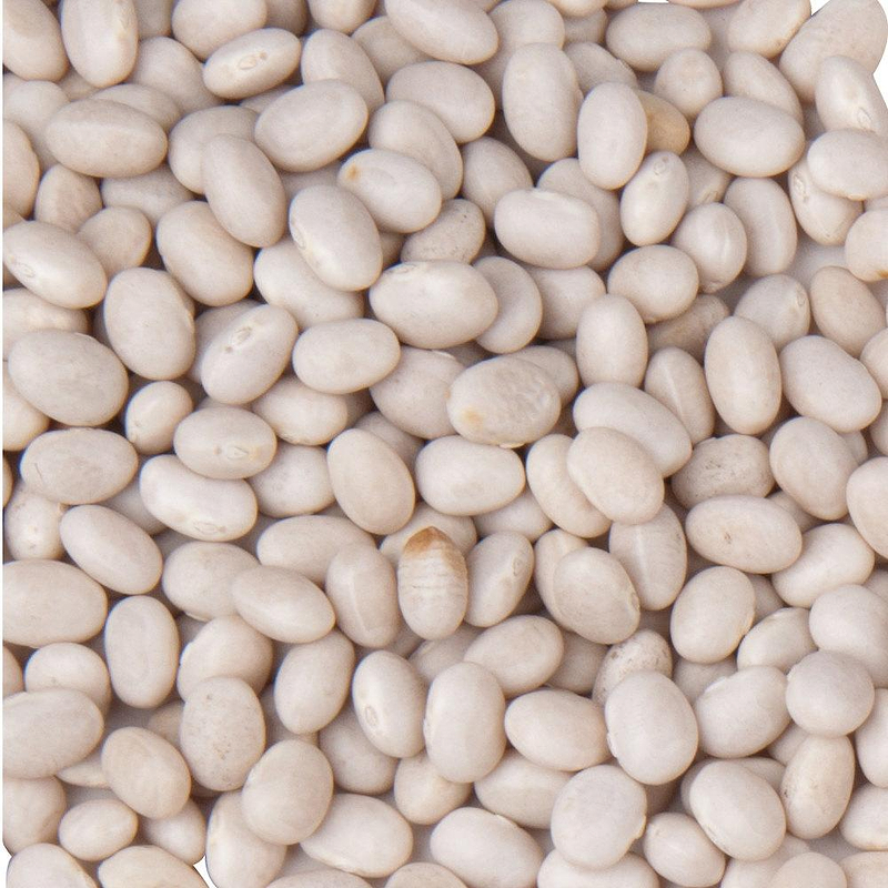 Navy Bean (Bush) Seeds
