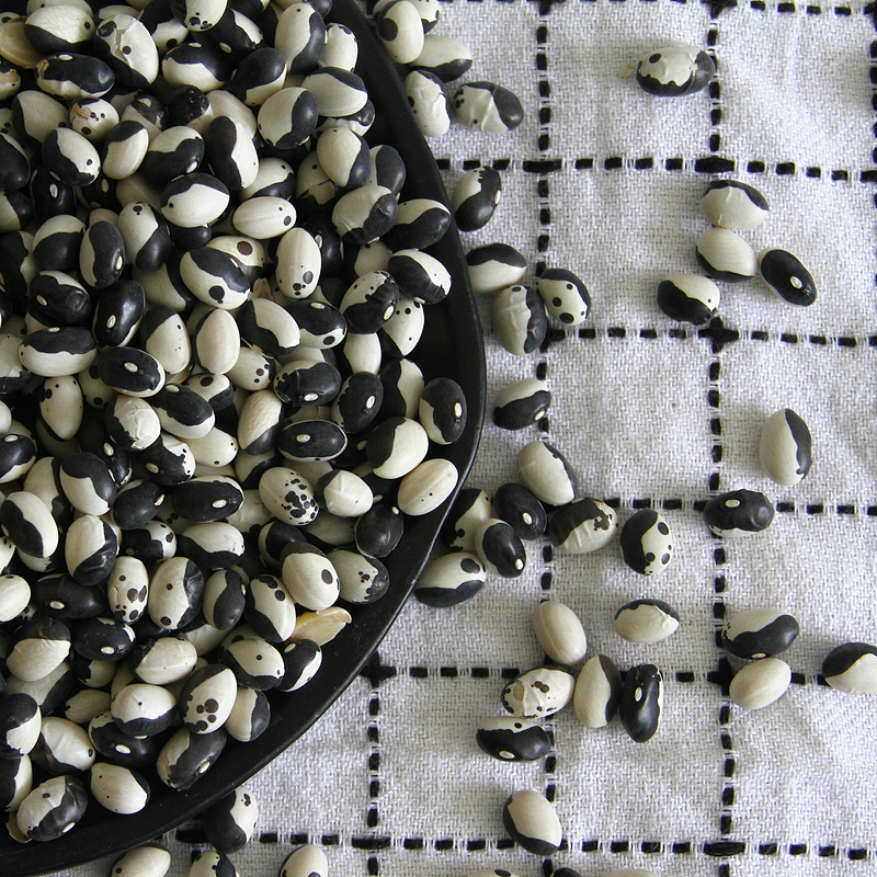 Calypso Bean (Bush) Seeds