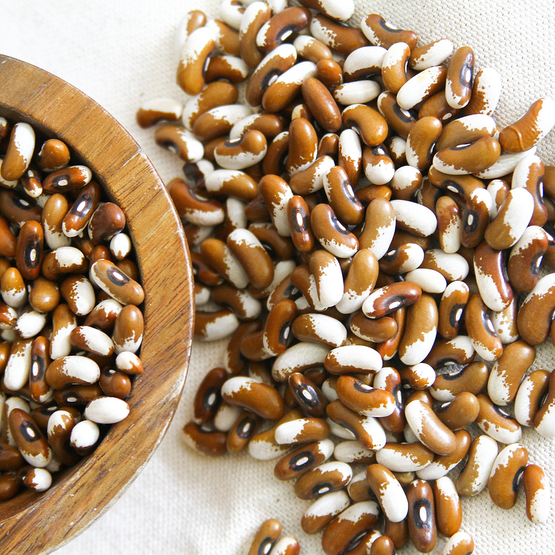 Painted Pony Bean (Bush) Seeds