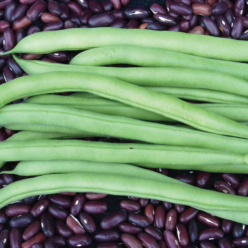 Provider Bean (Bush) Seeds